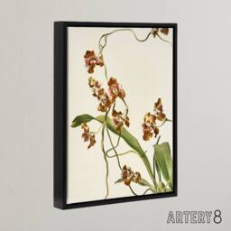 "Artery8 Frederick Sander Oncidium Superbiens Orchid Flowers Framed Canvas Art - Size: W12"" x H16""" - thumbnail 2