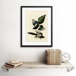 "Artery8 Book Page Birds America Audubon American Magpie Framed Wall Art Print in Beige - Size: W12"" x H16""" - thumbnail 2
