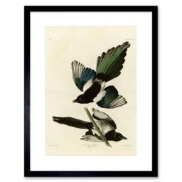 "Artery8 Book Page Birds America Audubon American Magpie Framed Wall Art Print in Beige - Size: W12"" x H16""" - thumbnail 1