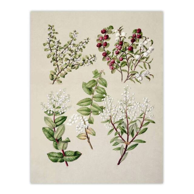 "Artery8 New Zealand Gaultheria Flowering Plant Featon Wall Art Poster Print in Beige - Size: W18"" x H24""" - image 1