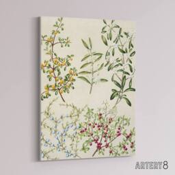 "Artery8 New Zealand Coprosma Acerosa Coastal Plant Featon Canvas Art Print in Beige - Size: W12"" x H16""" - thumbnail 2