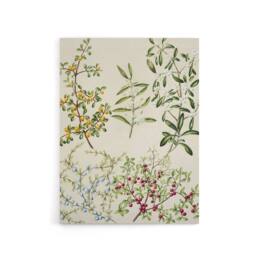 "Artery8 New Zealand Coprosma Acerosa Coastal Plant Featon Canvas Art Print in Beige - Size: W12"" x H16""" - thumbnail 1