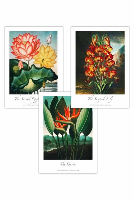 ARTZE Set of 3 Vintage Tropical Flowers Botanical Art Posters in Green - Size: W50 cm x H70 cm - image 1