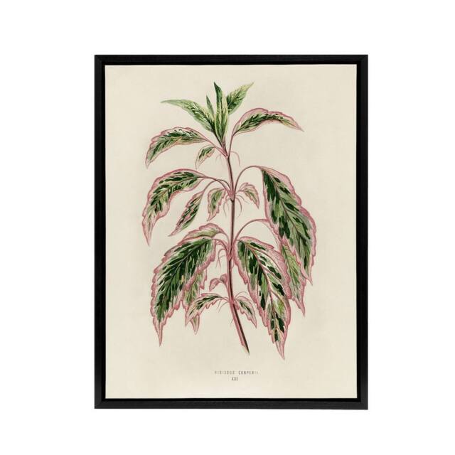 "Artery8 Vintage Botanical Rose Mallow Fawcett Black Framed Canvas Art Print in Beige - Size: W12"" x H16""" - image 1