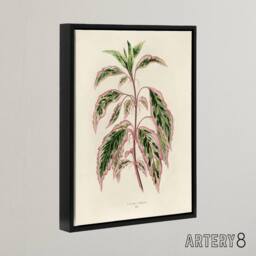 "Artery8 Vintage Botanical Rose Mallow Fawcett Black Framed Canvas Art Print in Beige - Size: W12"" x H16""" - thumbnail 2