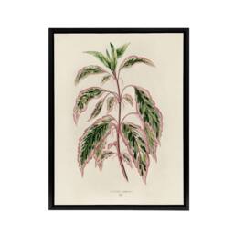 "Artery8 Vintage Botanical Rose Mallow Fawcett Black Framed Canvas Art Print in Beige - Size: W12"" x H16""" - thumbnail 1