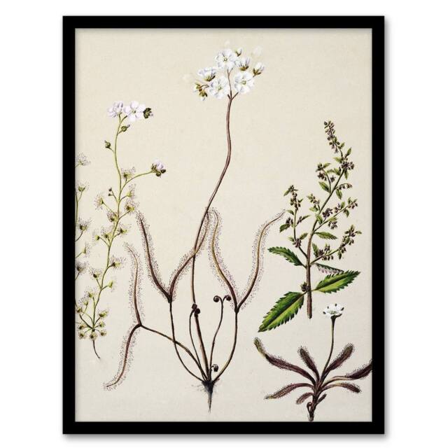 Artery8 New Zealand Drosera Arcturi Plant Flowers Featon Framed Wall Art Print in Beige - Size: A4 - image 1