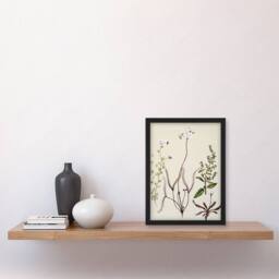 Artery8 New Zealand Drosera Arcturi Plant Flowers Featon Framed Wall Art Print in Beige - Size: A4 - thumbnail 4