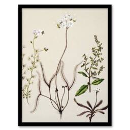 Artery8 New Zealand Drosera Arcturi Plant Flowers Featon Framed Wall Art Print in Beige - Size: A4 - thumbnail 1