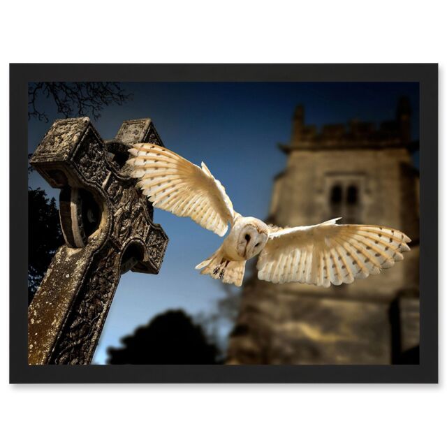 Artery8 Photo Barn Owl in Flight Bird Alba Graveyard Scotland Artwork Framed Wall Art Print A4 in Black - image 1