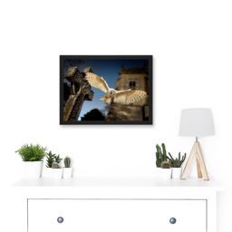 Artery8 Photo Barn Owl in Flight Bird Alba Graveyard Scotland Artwork Framed Wall Art Print A4 in Black - thumbnail 2