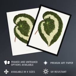 Artery8 AF Lydon Benjamin Fawcett Begonia Red Leaf Framed Wall Art Print in White - Size: A4 - thumbnail 2