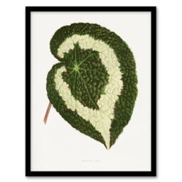 Artery8 AF Lydon Benjamin Fawcett Begonia Red Leaf Framed Wall Art Print in White - Size: A4 - thumbnail 1