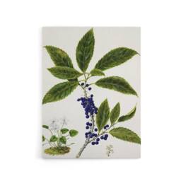 "Artery8 New Zealand Mahoe Whiteywood Plant Featon Canvas Wall Art Print in Beige - Size: W12"" x H16""" - thumbnail 1