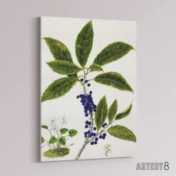 "Artery8 New Zealand Mahoe Whiteywood Plant Featon Canvas Wall Art Print in Beige - Size: W12"" x H16""" - thumbnail 2