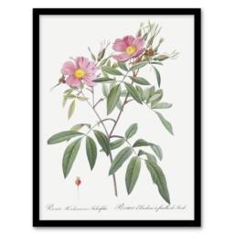Artery8 Hudson Swamp Rose Flowers Redoute Vintage Framed Wall Art Print in White - Size: A4 - thumbnail 1