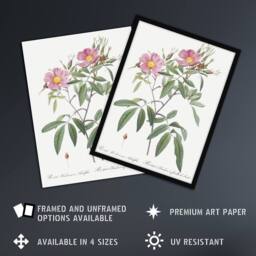 Artery8 Hudson Swamp Rose Flowers Redoute Vintage Framed Wall Art Print in White - Size: A4 - thumbnail 2