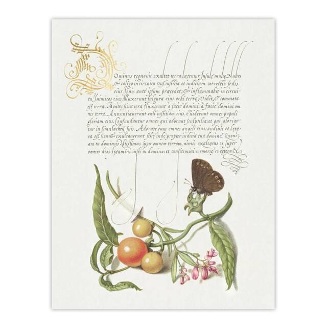 "Artery8 Butterfly Cherries & Milkwort Calligraphy Wall Art Poster Print in White - Size: W24"" x H32""" - image 1