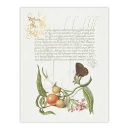 "Artery8 Butterfly Cherries & Milkwort Calligraphy Wall Art Poster Print in White - Size: W24"" x H32""" - thumbnail 1
