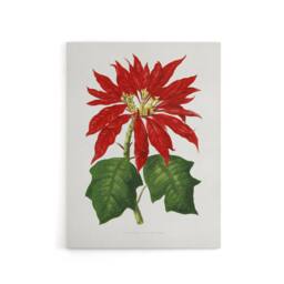 "Artery8 AF Lydon B Fawcett Vintage Poinsettia Illustration Canvas Art Print in White - Size: W12"" x H16""" - thumbnail 1