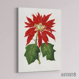 "Artery8 AF Lydon B Fawcett Vintage Poinsettia Illustration Canvas Art Print in White - Size: W12"" x H16""" - thumbnail 2