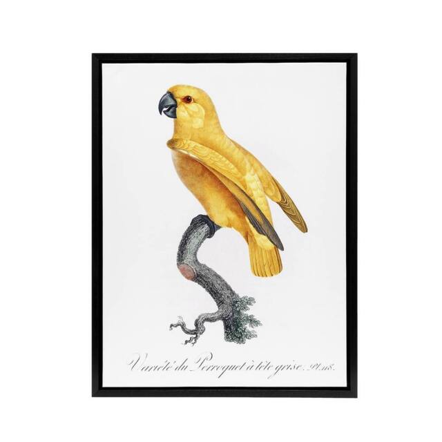 "Artery8 Lutino Senegal Parrot Francois Levaillant Framed Canvas Wall Art Print in White - Size: W12"" x H16""" - image 1