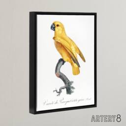 "Artery8 Lutino Senegal Parrot Francois Levaillant Framed Canvas Wall Art Print in White - Size: W12"" x H16""" - thumbnail 2