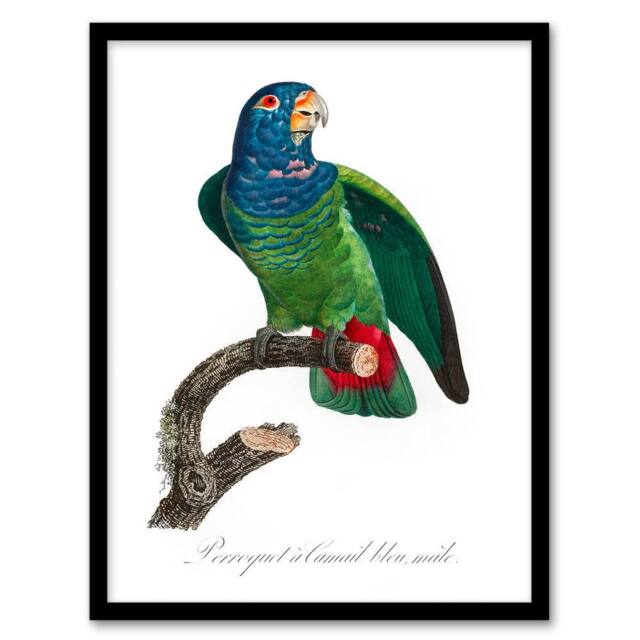 Artery8 Francois Levaillant Framed Wall Art Print The Blue Headed Parrot in White - Size: A4 - image 1