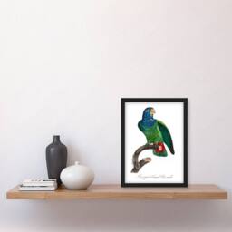 Artery8 Francois Levaillant Framed Wall Art Print The Blue Headed Parrot in White - Size: A4 - thumbnail 2