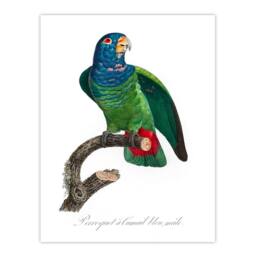 Artery8 Francois Levaillant Framed Wall Art Print The Blue Headed Parrot in White - Size: A4 - thumbnail 3