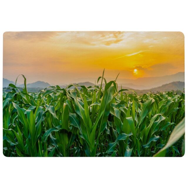 Benjamin Tate Design Green Corn Field In Agricultural Garden & Light Shines Sunset Designer Rug in Natural - Size: Large - image 1
