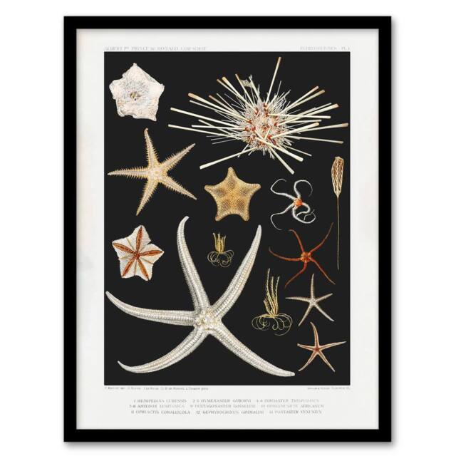 Artery8 Vintage Marine Life Varieties of Deep Sea Starfish Framed Art Print in Black - Size: A4 - image 1