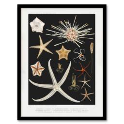 Artery8 Vintage Marine Life Varieties of Deep Sea Starfish Framed Art Print in Black - Size: A4 - thumbnail 1