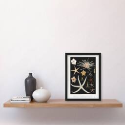 Artery8 Vintage Marine Life Varieties of Deep Sea Starfish Framed Art Print in Black - Size: A4 - thumbnail 2