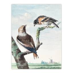 "Artery8 Two Hawfinch Birds in Rural Landscape Schouman Wall Art Poster Print in Blue - Size: W24"" x H32""" - thumbnail 1