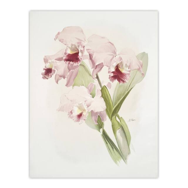 "Artery8 Frederick Sander Cattleya labiata Orchid Flowers Wall Art Print - Size: W12"" x H16""" - image 1