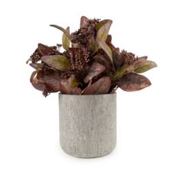 Madison & Mayfair 30cm Eucalyptus Plant in Grey Pot - Artificial Eucalyptus Tree in Brown - thumbnail 2