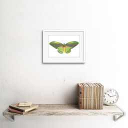 "Artery8 Wall Art Print Butterfly Green Art Framed 9x7 inch in White - Size: W7"" x H9""" - thumbnail 2