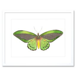 "Artery8 Wall Art Print Butterfly Green Art Framed 9x7 inch in White - Size: W7"" x H9""" - thumbnail 1