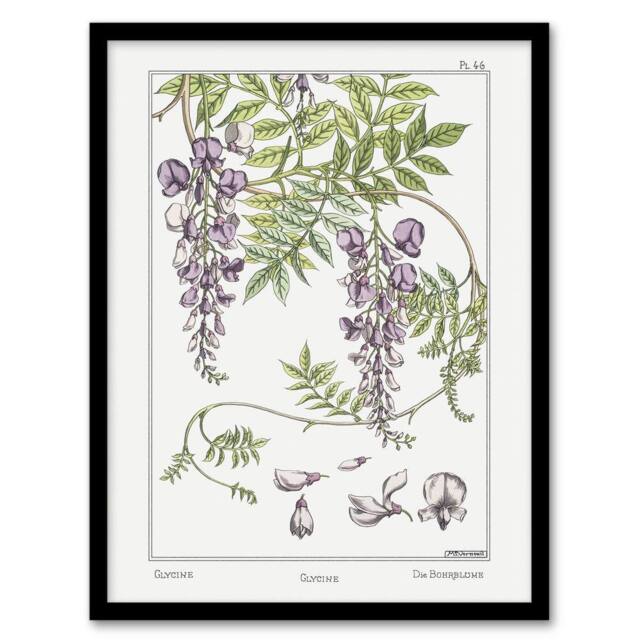 Artery8 Wisteria Flower Vintage Floral Framed Wall Art Print Verneuil in White - Size: A4 - image 1