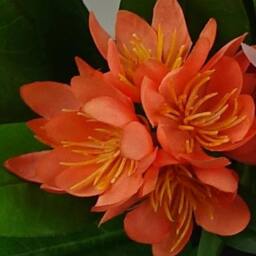 Leaf 18cm Artificial Freesia Plant Orange Flowering - thumbnail 2