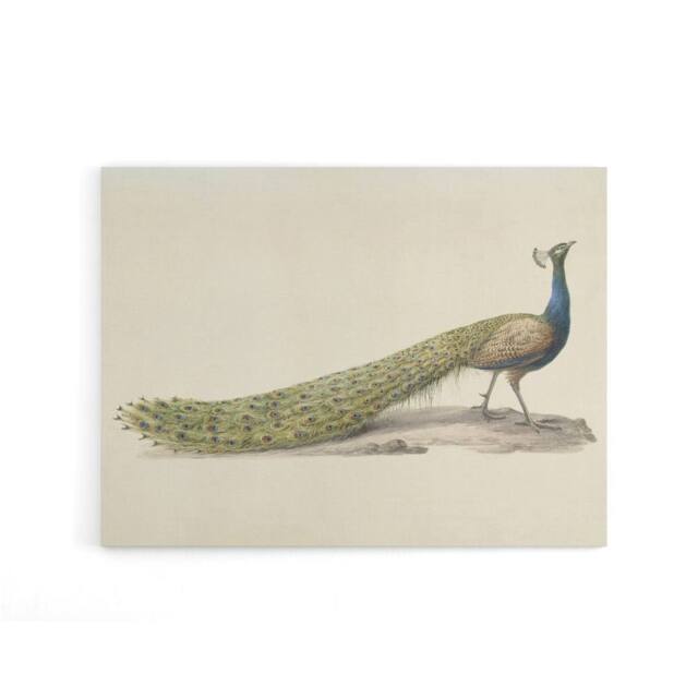"Artery8 Pieter Pietersz Barbiers Blue Peacock Canvas Wall Art Print in Beige - Size: W18"" x H24""" - image 1