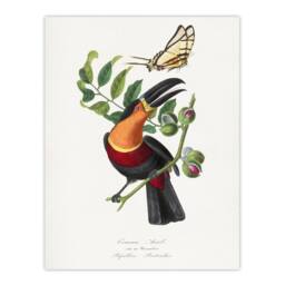 "Artery8 Paul Gervais Toucan & Butterfly Vintage Illustration Wall Art Print in White - Size: W12"" x H16""" - thumbnail 1
