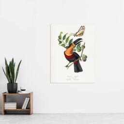 "Artery8 Paul Gervais Toucan & Butterfly Vintage Illustration Wall Art Print in White - Size: W12"" x H16""" - thumbnail 4