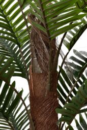 Garden Sanctuary 120cm Garden Artificial Palm Tree Potted for Home Decor in Green - thumbnail 4