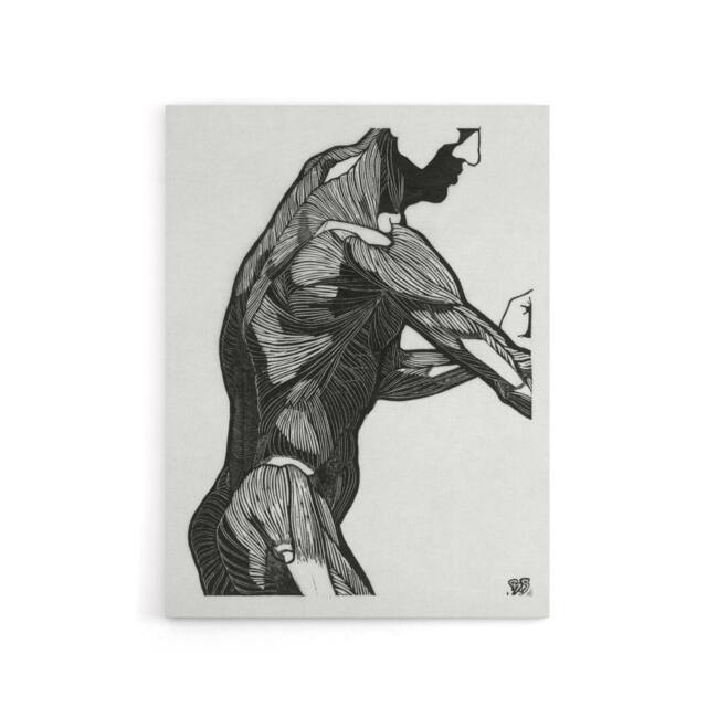 "Artery8 Anatomical study of mans lateral muscles Stolk Canvas Wall Art Print in White - Size: W12"" x H16""" - image 1