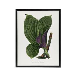 "Artery8 Lydon & Fawcett Green Dichorisandra Mosaica Leaves Framed Canvas Art in White - Size: W12"" x H16""" - thumbnail 1