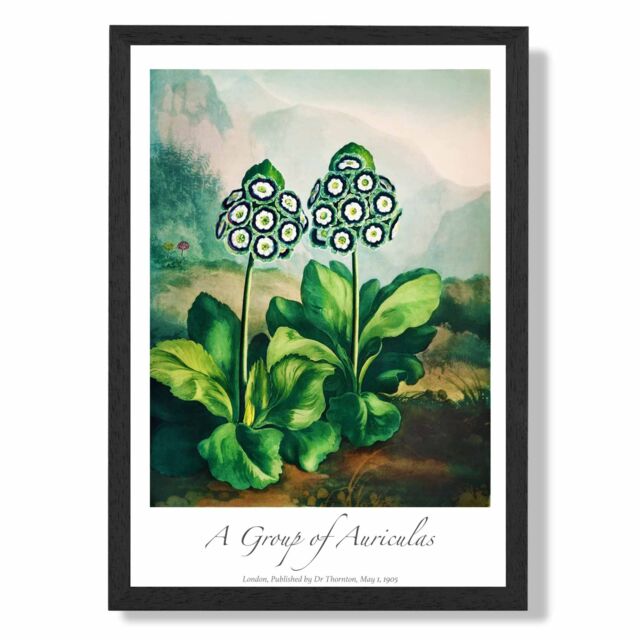 ARTZE Vintage Floral Exhibition - Auricula Flowers Framed Print SIZE: A2 with Black Frame in Green - Size: A4 - image 1