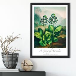 ARTZE Vintage Floral Exhibition - Auricula Flowers Framed Print SIZE: A2 with Black Frame in Green - Size: A4 - thumbnail 2
