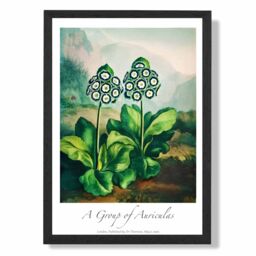ARTZE Vintage Floral Exhibition - Auricula Flowers Framed Print SIZE: A2 with Black Frame in Green - Size: A4 - thumbnail 1